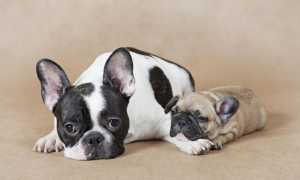 Описание и характер французского бульдога, характеристика породы и фото собаки, плюсы и минусы