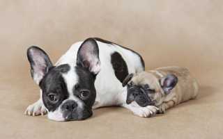 Описание и характер французского бульдога, характеристика породы и фото собаки, плюсы и минусы
