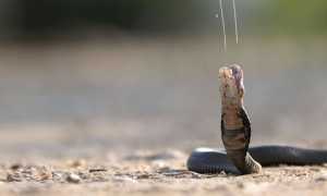 Что делать, если змея укусила собаку, а до ветеринара далеко: симптомы и лечение