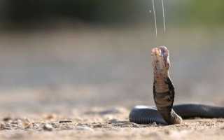 Что делать, если змея укусила собаку, а до ветеринара далеко: симптомы и лечение