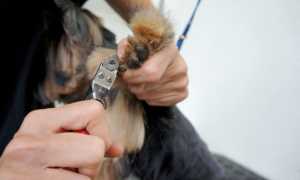 Как правильно подстричь собаке когти в домашних условиях, чем их подпиливать и стачивать?