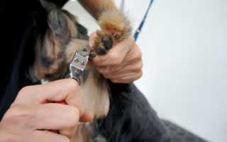 Как правильно подстричь собаке когти в домашних условиях, чем их подпиливать и стачивать?