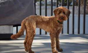 Австралийский лабрадудль: описание стандарта породы, фото, правила ухода за собакой