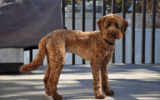 Австралийский лабрадудль: описание стандарта породы, фото, правила ухода за собакой