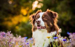Описание австралийской овчарки с фото: особенности породы, рекомендации по уходу и содержанию аусси