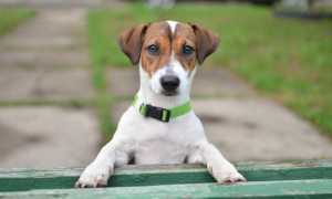 Описание джек-рассел-терьера с фото: особенности породы и рекомендации по уходу