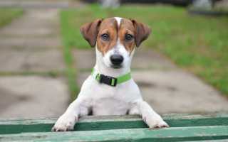 Описание джек-рассел-терьера с фото: особенности породы и рекомендации по уходу