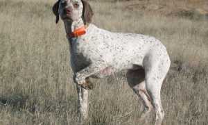 Описание охотничьих пород собак: самые популярные их виды с фотографиями