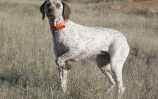 Описание охотничьих пород собак: самые популярные их виды с фотографиями
