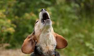 Почему собака в доме или во дворе воет и как с этим бороться: причины воя животного по ночам и днем в отсутствие хозяев