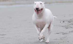 Бультерьер: описание и происхождение породы, внешний вид собаки с фото, особенности ухода и опасность для окружающих