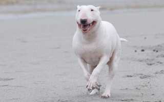 Бультерьер: описание и происхождение породы, внешний вид собаки с фото, особенности ухода и опасность для окружающих