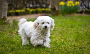 Фото бишонов фризе, происхождение, предназначение и описание породы собак