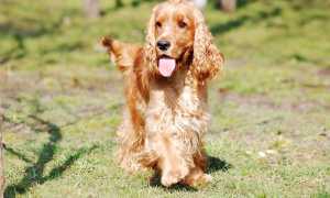 Описание английского кокер-спаниеля и фото собаки, характеристика породы, особенности ухода и содержания
