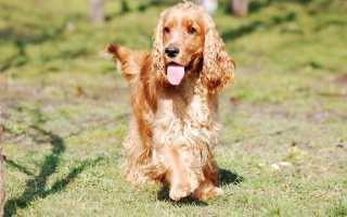 Описание английского кокер-спаниеля и фото собаки, характеристика породы, особенности ухода и содержания