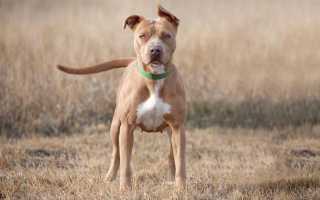 Уход за американским питбультерьером, стандарт породы, внешний вид собаки с фото