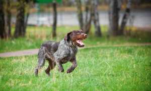 Дратхаар: внешний вид собаки с фото, характер, особенности ухода и разведения