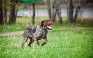 Дратхаар: внешний вид собаки с фото, характер, особенности ухода и разведения