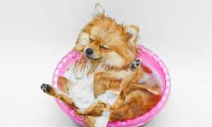 Уход за шерстью шпица: какие нужны шампуни и расчески, что делать во время линьки, как правильно купать и расчесывать?