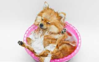 Уход за шерстью шпица: какие нужны шампуни и расчески, что делать во время линьки, как правильно купать и расчесывать?