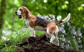 Бигль: происхождение породы, описание внешнего вида с фото, рекомендации по уходу за собакой и цены