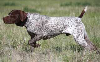 Чумка у собак: симптомы и лечение