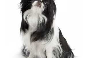 Японский спаниель (китайский хин): фотографии, характеристика и стандарт породы