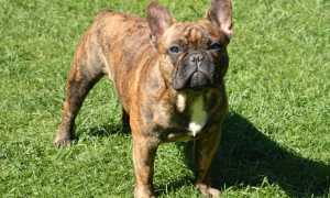 Какие собаки считаются самыми добрыми: породы больших и маленьких ласковых, добродушных и безобидных питомцев для семьи