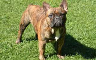 Какие собаки считаются самыми добрыми: породы больших и маленьких ласковых, добродушных и безобидных питомцев для семьи