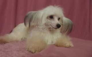 Китайская хохлатая пуховая: фото, цены и особенности