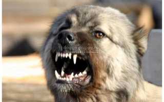 Бешенство у собаки: симптомы и лечение