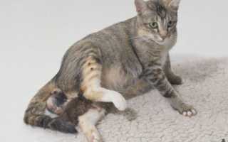 Как понять что кошка скоро родит главные признаки