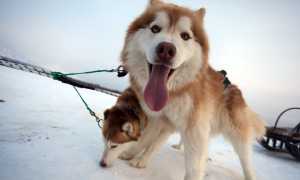 Ездовые псы: самые популярные породы собак с названиями и фотографиями