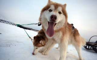 Ездовые псы: самые популярные породы собак с названиями и фотографиями