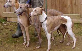 Собаки породы уиппет: фото, цена и особенности