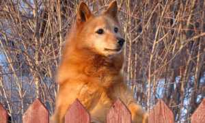 Описание карело-финской лайки с фото: особенности породы, советы по содержанию и уходу