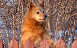 Описание карело-финской лайки с фото: особенности породы, советы по содержанию и уходу