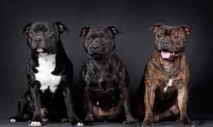 Описание английского стаффордширского бультерьера: стандарт породы и фото, характеристика собаки, содержание и уход