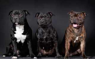 Описание английского стаффордширского бультерьера: стандарт породы и фото, характеристика собаки, содержание и уход