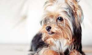 Все о породах собак: названия, фотографии, характеристики и особенности ухода