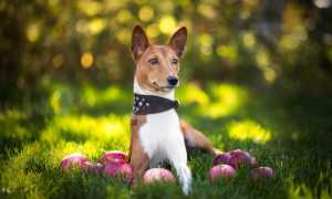 Басенджи: характеристики породы, внешний вид собаки с фото, характер и другие особенности