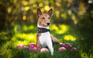 Басенджи: характеристики породы, внешний вид собаки с фото, характер и другие особенности