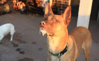 Почему у собаки изо рта идет белая или желтая пена: причины явления и лечение в домашних условиях