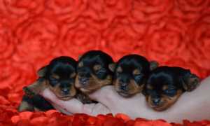 До какого возраста и как растут йорки: размеры взрослой собаки по стандарту с фото, таблица роста и веса по месяцам