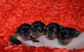 До какого возраста и как растут йорки: размеры взрослой собаки по стандарту с фото, таблица роста и веса по месяцам