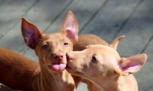 Все о фараоновой собаке: имеет ли отношение к фараонам, является ли порода египетской и бывает ли черного окраса?