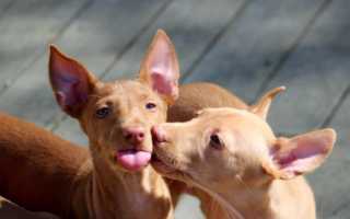 Все о фараоновой собаке: имеет ли отношение к фараонам, является ли порода египетской и бывает ли черного окраса?