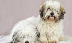 Описание котон-де-тулеара, или мадагаскарского бишона, с фото: внешний вид породы и рекомендации по уходу