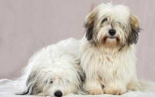 Описание котон-де-тулеара, или мадагаскарского бишона, с фото: внешний вид породы и рекомендации по уходу