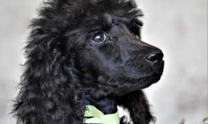 Описание королевского пуделя с фото: особенности породы, внешний вид и характер собаки